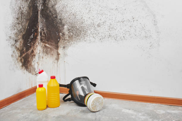 Best Home Mold Removal  in Lakeport, TX