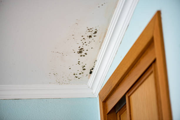 Attic Mold Removal in Lakeport, TX